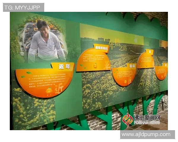 杭州排球队的崛起之路欧锦赛背后的奋斗与荣耀